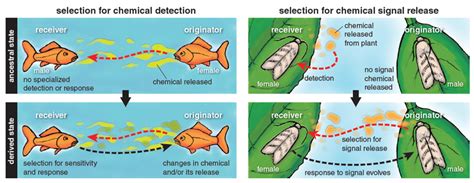 pheromones to communicate.